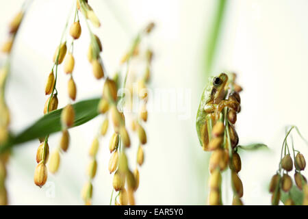 Frosch und Reis Ohren Stockfoto