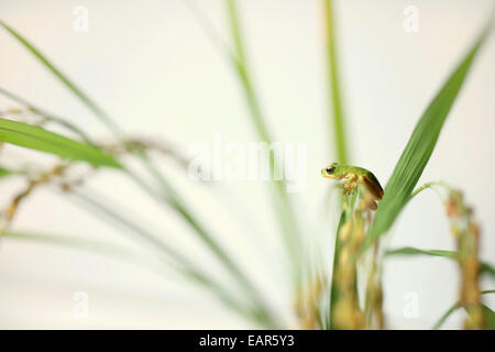 Frosch und Reis Ohren Stockfoto