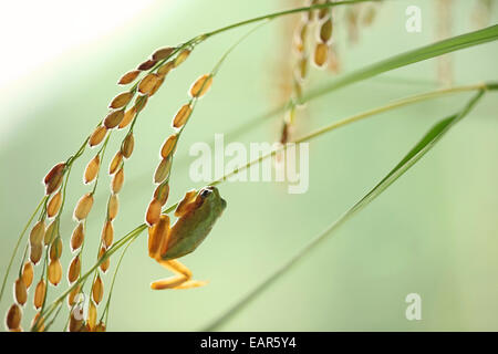 Frosch und Reis Ohren Stockfoto