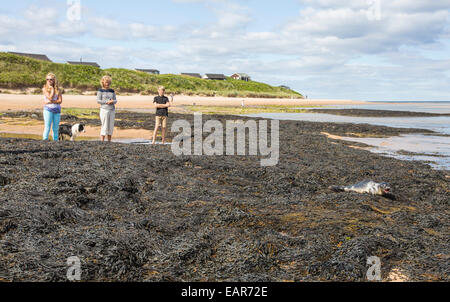Eine Familie sehen eine junge Seehunde auf Felsen bei niedrigen Newton, Northumbria, UK. Stockfoto