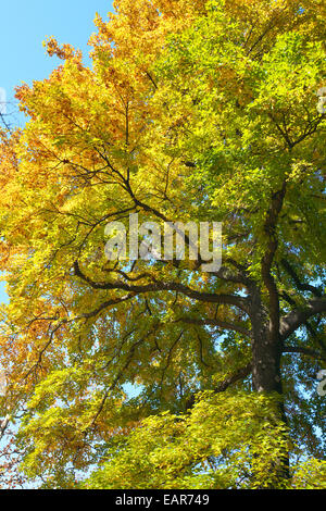 Blätter im Herbst Stockfoto