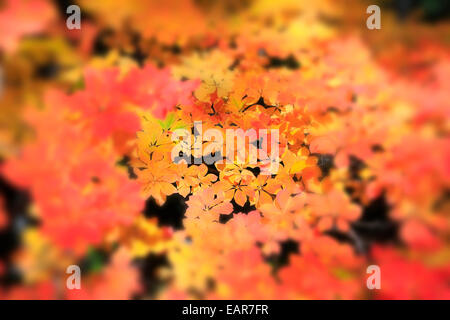 Herbstlaub, Präfektur Nagano, Japan Stockfoto