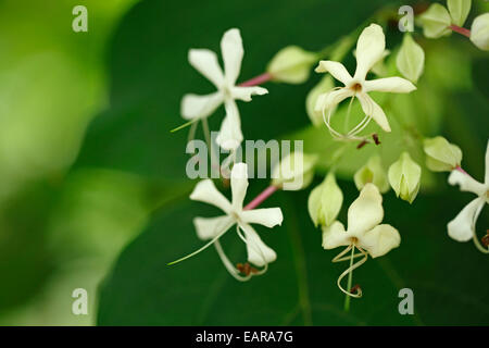 Harlekin Glorybower Stockfoto