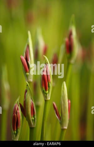 Rote Spinne Lilie Stockfoto