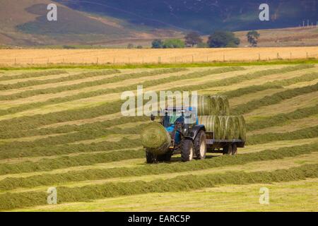 Zugmaschine und Anhänger, die Transport von Heu Bails. Eden-Tal, Cumbria, England, UK. Stockfoto