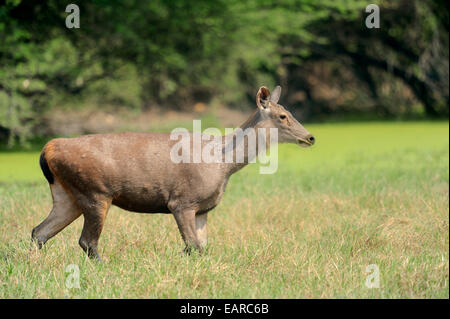 Sambar oder Sambar Deer (Cervus unicolor), Weiblich, Keoladeo National Park, Bharatpur, Rajasthan, Indien Stockfoto