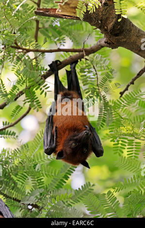 Indische Flying Fox oder größeren indischen Flughund (Pteropus Giganteus), männliche am Schlafplatz, Uttar Pradesh, Indien Stockfoto