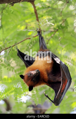 Indische Flying Fox oder größeren indischen Flughund (Pteropus Giganteus), männliche am Schlafplatz, Uttar Pradesh, Indien Stockfoto