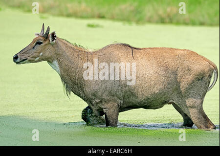 Jackale oder Nilgau-Antilopen (Boselaphus Tragocamelus), männliche stehend im Wasser, Keoladeo National Park, Bharatpur, Rajasthan, Indien Stockfoto