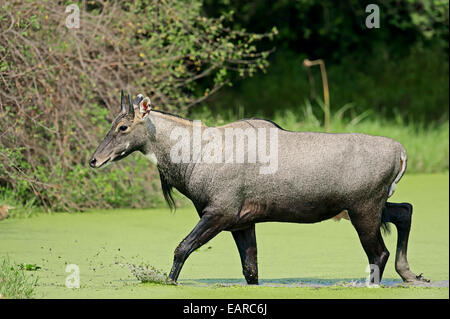 Jackale oder Nilgau-Antilopen (Boselaphus Tragocamelus), Männlich, zu Fuß in Wasser, Keoladeo National Park, Bharatpur, Rajasthan, Indien Stockfoto
