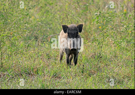 Indische Wildschwein (Sus Scrofa Cristatus), Bache, Keoladeo National Park, Bharatpur, Rajasthan, Indien Stockfoto