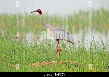 Stilicho Kranich (Grus Antigone) am Nest, Rajasthan, Indien Stockfoto