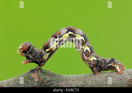 Raupe, fleckige Umbra (Erannis Defoliaria), North Rhine-Westphalia, Germany Stockfoto