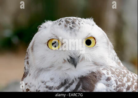 Schnee-Eule (Bubo Scandiacus Bubo Scandiaca, Nyctea Scandiaca), Weiblich, Porträt, in Gefangenschaft, Niedersachsen, Deutschland Stockfoto