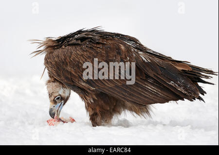 Cinereous Vulture (Aegypius Monachus) mit Beute im Schnee, Gefangenschaft, Niederlande Stockfoto