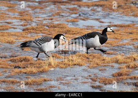 Zwei Weißwangengans (Branta Leucopsis), Spitzbergen-Island, Spitzbergen, Svalbard und Jan Mayen, Norwegen Stockfoto