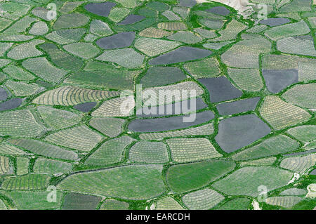 Luftbild, kleine Felder, Spiti Valley, Himachal Pradesh, Indien Stockfoto