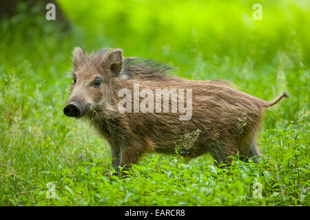 Ferkel kaufen sachsen Ferkel kaufen sachsen