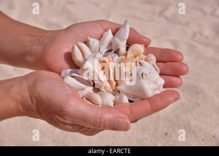 Frauenhand mit Muscheln, Sansibar, Tansania Stockfoto