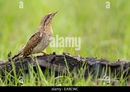 Wendehals (Jynx Torquilla) Futter für Ameisen, Sachsen-Anhalt, Deutschland Stockfoto