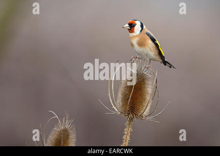 Stieglitz (Zuchtjahr Zuchtjahr), Männlich, Nahrungssuche auf einer Karde, mittlere Elbe-Biosphärenreservat, Sachsen-Anhalt, Deutschland Stockfoto