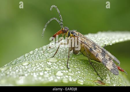 Gemeinsame Scorpionfly (Panorpa Communis), Weiblich, Hessen, Deutschland Stockfoto