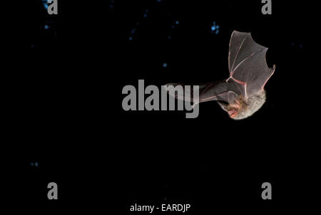 Bechstein Fledermaus (Myotis Bechsteinii), Hessen, Deutschland Stockfoto