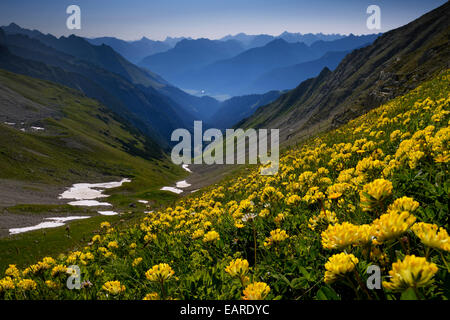 Gemeinsame Kidneyvetch oder Woundwort (Anthyllis Vulneraria), Allgäuer Alpen, Tirol, Österreich Stockfoto