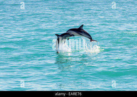 Zwei Hector-Delfine (Cephalorhynchus Hectori) treffen in der Luft beim springen aus dem Wasser, Ferniehurst Stockfoto