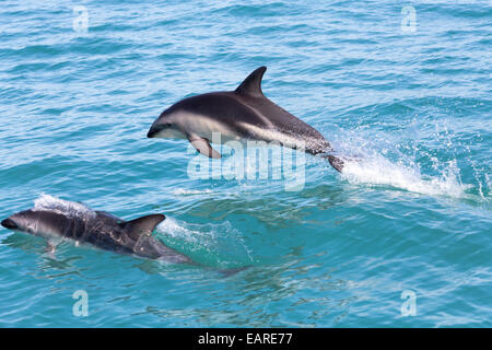 Hector Delfine (Cephalorhynchus Hectori) springen aus dem Wasser, Ferniehurst, Canterbury Region, Neuseeland Stockfoto