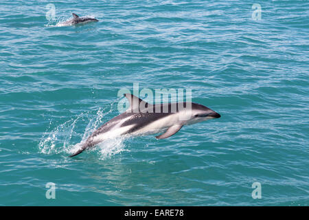 Hector Delfin (Cephalorhynchus Hectori) springen aus dem Wasser, Ferniehurst, Canterbury Region, Neuseeland Stockfoto