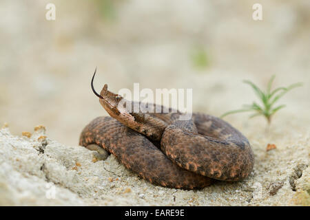 Hornotter (Vipera Ammodytes), Weiblich, stechen ihre Zunge, Region Pleven, Bulgarien Stockfoto