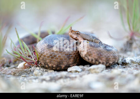 Hornotter (Vipera Ammodytes), Weiblich, Region Pleven, Bulgarien Stockfoto