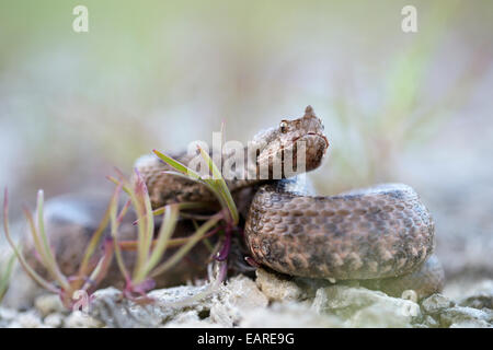 Hornotter (Vipera Ammodytes), Weiblich, Region Pleven, Bulgarien Stockfoto