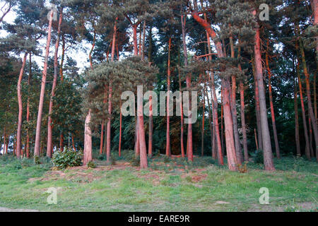 Letzte Strahlen des Sonnenuntergangs reflektiert auf die Baumstämme von einem Wald Stockfoto