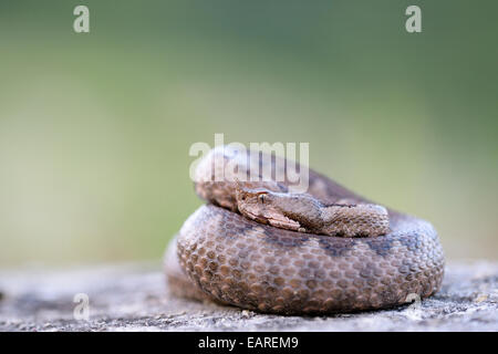 Hornotter (Vipera Ammodytes), Weiblich, Region Pleven, Bulgarien Stockfoto