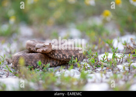 Hornotter (Vipera Ammodytes), Weiblich, Region Pleven, Bulgarien Stockfoto