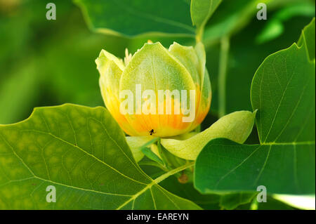 Tulpenbaum (Liriodendron Tulipifera), Blüte, Salzburg, Salzburger Land, Österreich Stockfoto