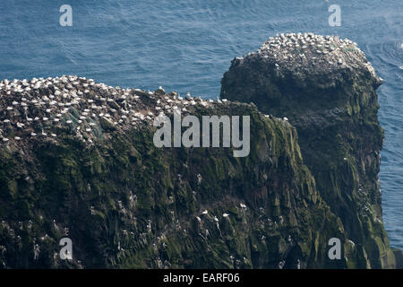 Tölpelkolonie, Basstölpel (Morus Bassana), Mykines, Färöer, Dänemark Stockfoto