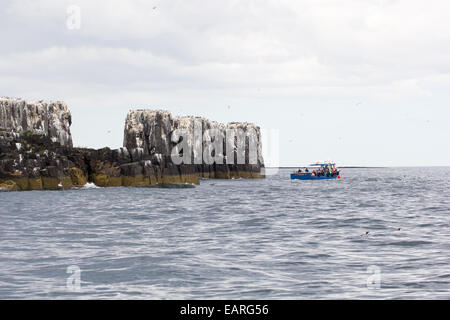 Eine Reise in die innere Farne auf einem Boot Stockfoto