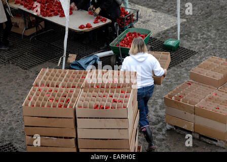 Freiwillige 888.246 Keramik Mohnblumen aus dem Graben des Tower of London-Kunst-Installation entfernen, an den Käufer gesendet werden. Stockfoto
