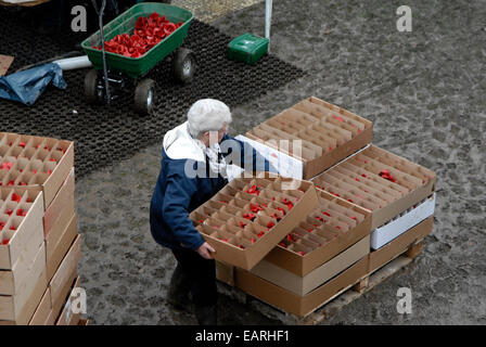 Freiwillige 888.246 Keramik Mohnblumen aus dem Graben des Tower of London-Kunst-Installation entfernen, an den Käufer gesendet werden. Stockfoto