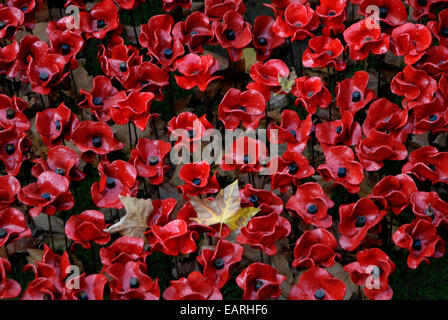 Einige der 888.246 Keramik Mohnblumen aus dem Graben an der Tower of London Kunstinstallation mit abgefallenen Blättern. Stockfoto