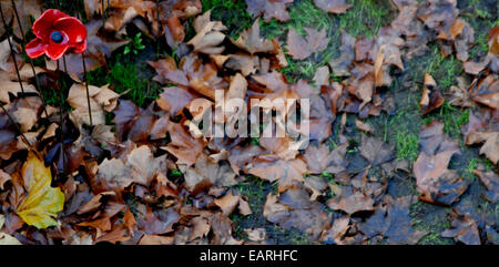 Einer der 888.246 Keramik Mohnblumen aus dem Graben des Tower of London Kunstinstallation mit abgefallenen Blättern. Stockfoto