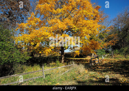 Ahornbaum voller Herbst blühen. Stockfoto