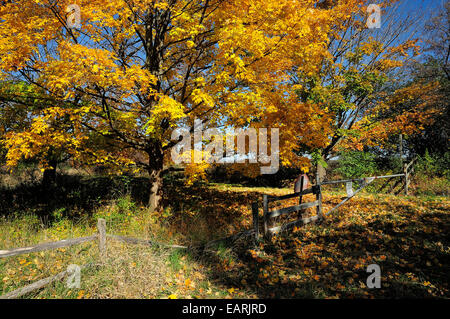 Ahornbaum voller Herbst blühen. Stockfoto