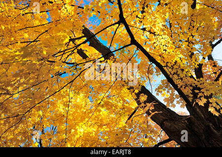 Ahornbaum voller Herbst blühen. Stockfoto