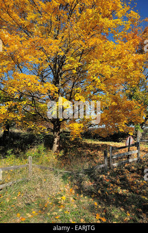 Ahornbaum voller Herbst blühen. Stockfoto