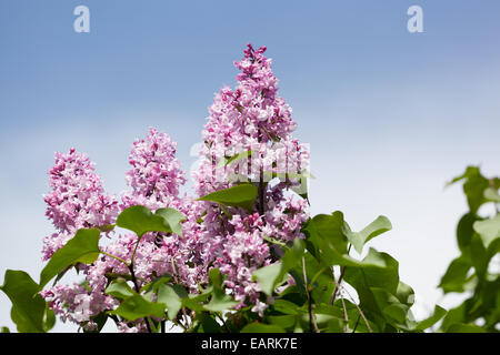 Zweig der eine rosa lila Wellen auf dem wind Stockfoto