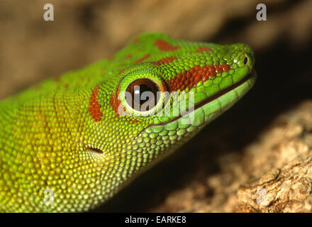 Madagaskar Taggecko - Phelsuma Madagascariensis, Gekkonidae, Madagaskar, Afrika, Stockfoto